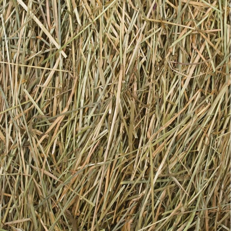 ryegrass-min