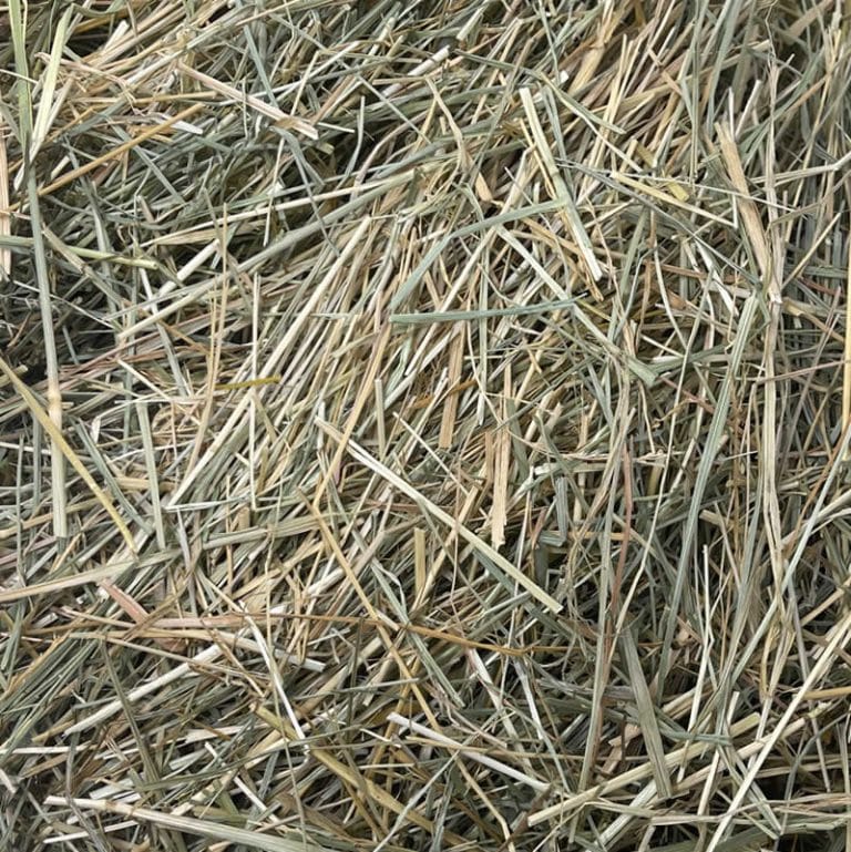 fescue grass hay