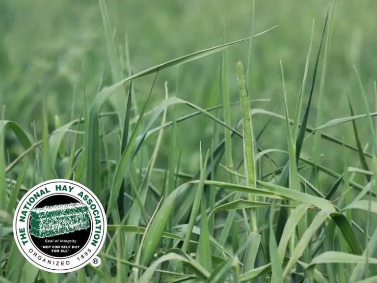 nha-main-articule-image-jl24