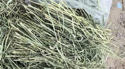 2021 Horse Timothy - Sage Hill NW